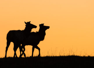 Spirituality, nutrition and ethics: Why 2 Alberta hunters believe in killing their own meat