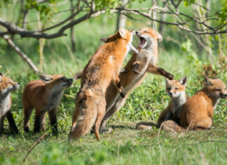 Defining Your Community