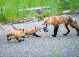 Biodiversity Food for Thought