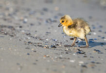 The uncomfortable silence of 2.9-billion missing birds