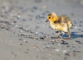 The uncomfortable silence of 2.9-billion missing birds