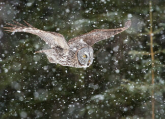 Explaining your world, today: Invasive & Endangered Species, AI & Water, Screens & Focus and Holiday Biodiversity