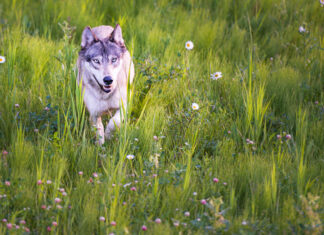 Is the gray wolf still endangered? Depends who you ask.