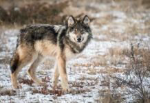 Will humans ever speak wolf? A scientist unravels the complexities of animal chatter