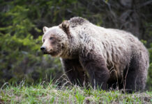 Grizzly bears are wanderers, roaming vast areas of remote and rugged terrain.