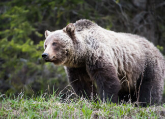 Grizzly bears are wanderers, roaming vast areas of remote and rugged terrain.
