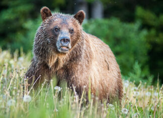 Biography of a Grizzly