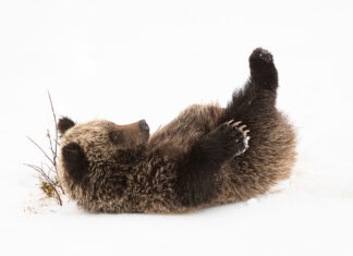 Both gender and movement important for genetic diversity of grizzly bears.