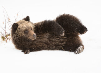 The Man Who Befriended Bears and Worked to Keep Them Safe