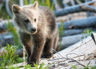 ‘We had to make a choice’: Wildlife Haven no longer treating certain species