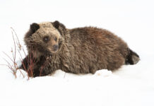 In Defense of Biodiversity: Why Protecting Species from Extinction Matters