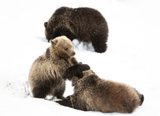 Happy National Wildlife Day!