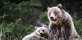 The COVID-19 pandemic changed our patterns and behaviours, which in turn affected wildlife