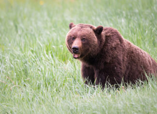 The economics of roadside bear viewing