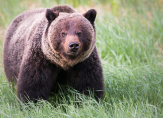 Conservation 2020 Canada