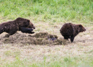 Natural Selection & Extinction