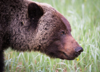 Why grizzly bears roam