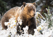 Remote B.C. reserve at leading edge of saving bears with animal-resistant bins
