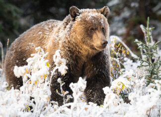 Remote B.C. reserve at leading edge of saving bears with animal-resistant bins