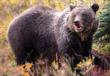 Grizzly bears have a human problem