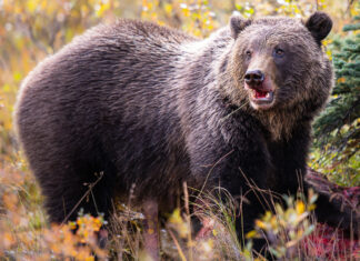 Grizzly bears have a human problem