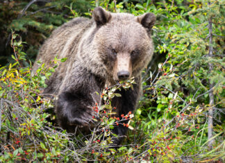 What is Biodiversity?