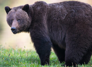 Climate change to impact grizzly bears in the Rocky Mountains by century’s end