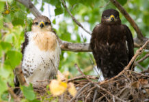 One in eight bird species is at risk of extinction: report