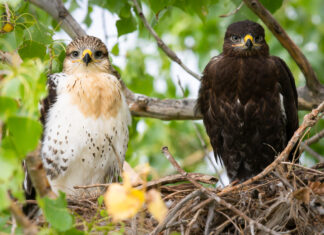 One in eight bird species is at risk of extinction: report