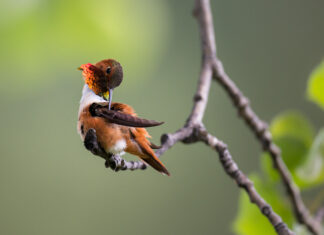 What’s natural selection and why it’s different from extinction