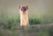 The contribution of predators and scavengers to human well-being