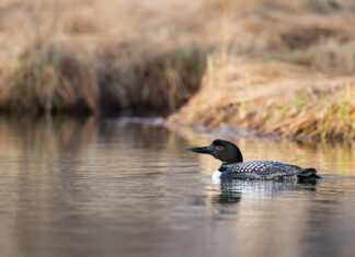 The Weeks That Were (April 28th-May 9th)