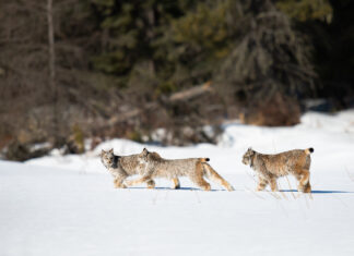 How lynx and wolf reintroductions to Britain could be shaped by preconceptions and psychology