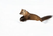 Canada’s biodiversity is in danger — here’s what you can do to help