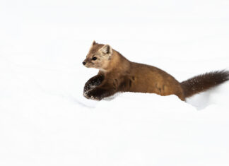 Canada’s biodiversity is in danger — here’s what you can do to help