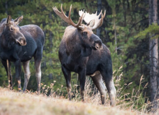Newfoundland & Labrador Election: #9 – What does this mean?