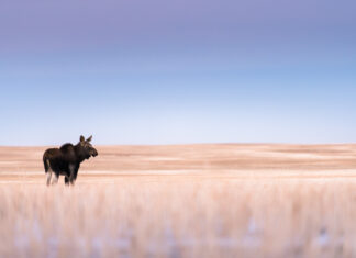 Animals in the Landscape