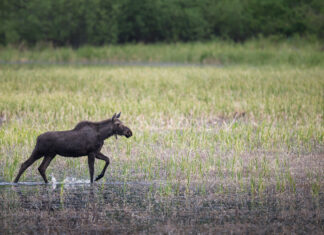 Northern Ontario First Nation considers hunting limits to protect moose
