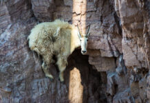 Inside the deep rift between ‘new’ and traditional conservation