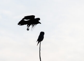 We need to rethink how we choose which species to save