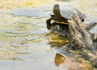 Every turtle species in Canada is now at some level of risk