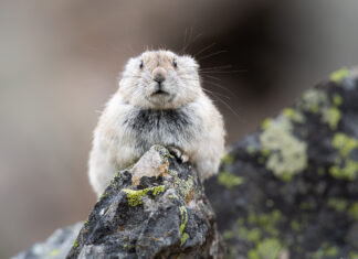 Identifying Species Around Us