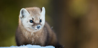 Canada at a Crossroads – Lessons from Nature (Teacher Resource)