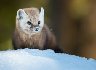 Canada at a Crossroads – Lessons from Nature (Teacher Resource)