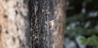 Canada at a Crossroads – Lessons from Nature