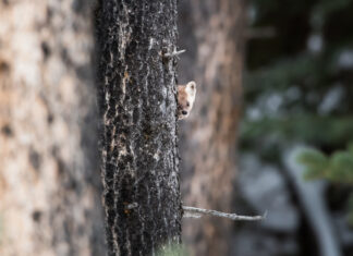 New Lesson Alert: ‘Canada at a Crossroads’