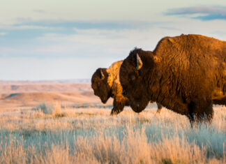 5 things you might not know about Indigenous hunting and fishing rights