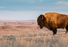 We don’t need to save endangered species. Extinction is part of evolution.