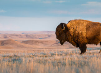 Banff bison plan to explore range expansion, population management