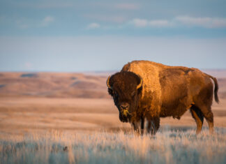 How do we decide which endangered species to save?